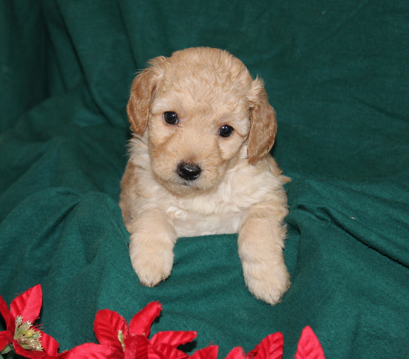 puppy, for, sale, Mini Golden Doodle F2B, Matthew B. Stoltzfus, dog, breeder, Gap, PA, dog-breeder, puppy-for-sale, forsale, nearby, find, puppyfind, locator, puppylocator, aca